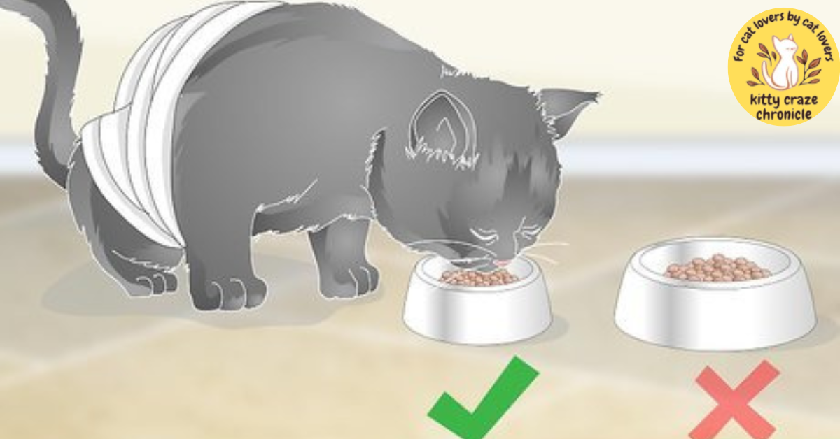 How to Handle Your Cat's Vomiting