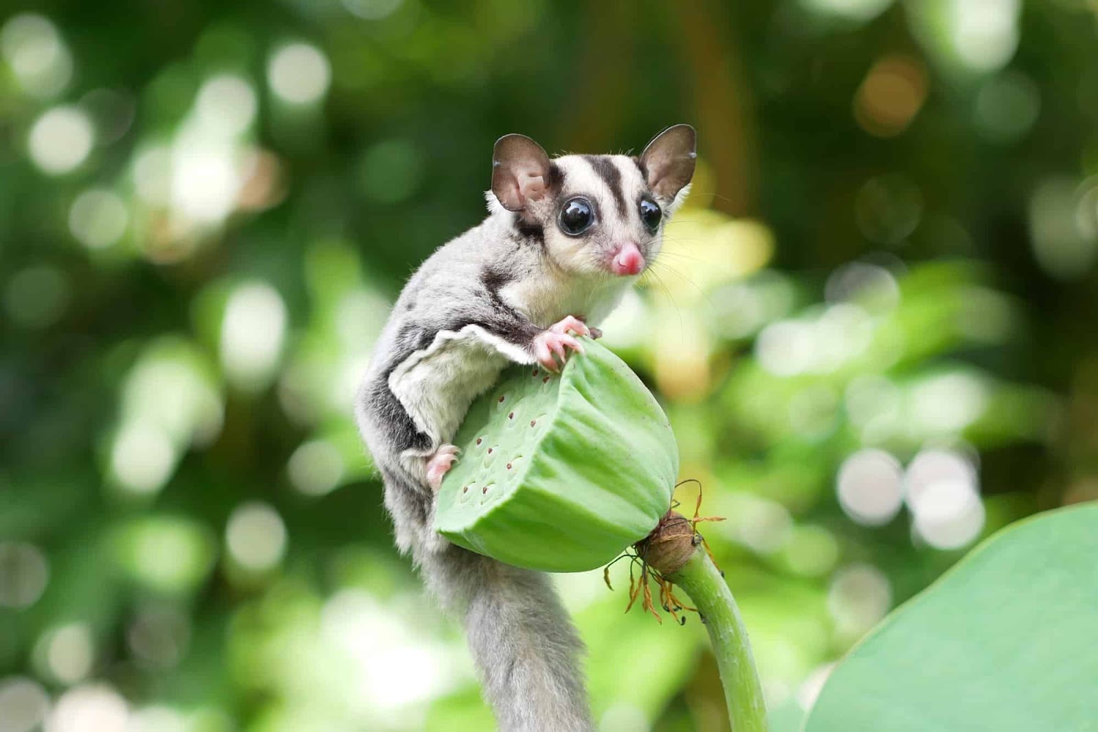 Can Sugar Gliders Eat Cucumbers