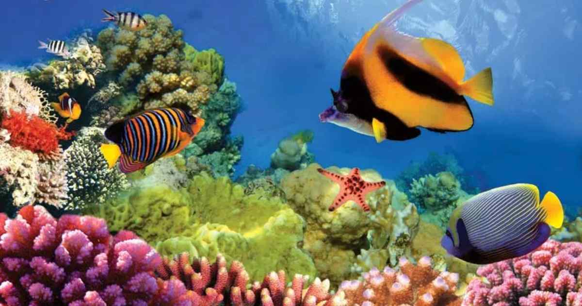 The Great Barrier Reef: Underwater Wonderland in Australia