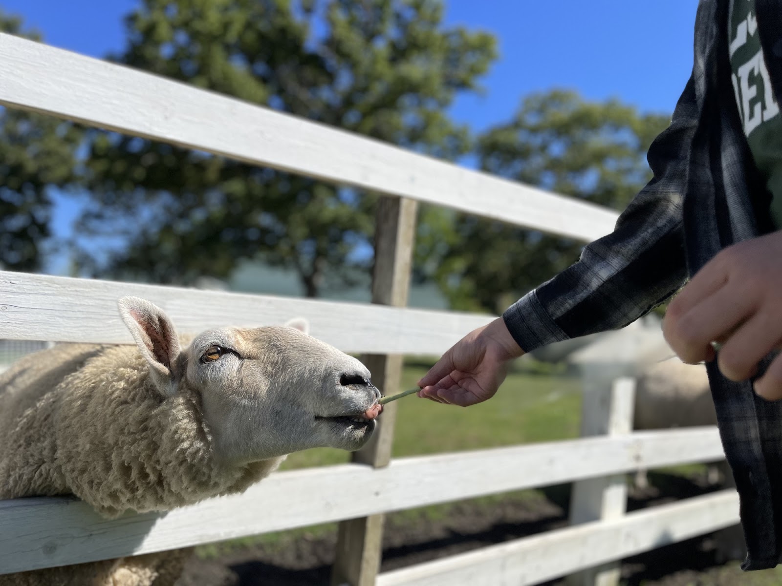 札幌市内で動物と触れ合える！サッポロさとらんど