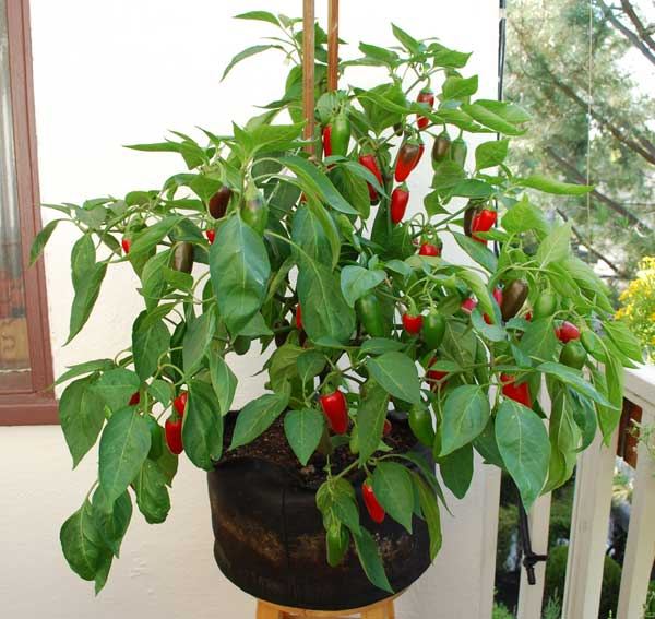 Advantages and Disadvantages of Growing Bell Peppers in Pots