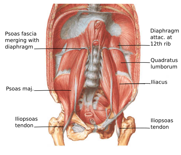 Anatomy of the Sinew Channels: The Diaphragm and the Liver Sinew Channel,  Part 1