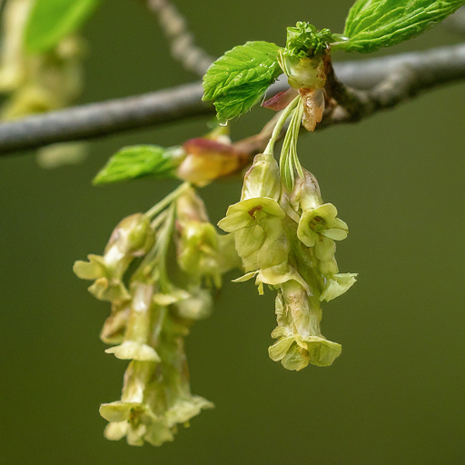 Selecting the Perfect Hornbeam for Breathtaking Blooms