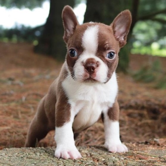 boston terrier puppy