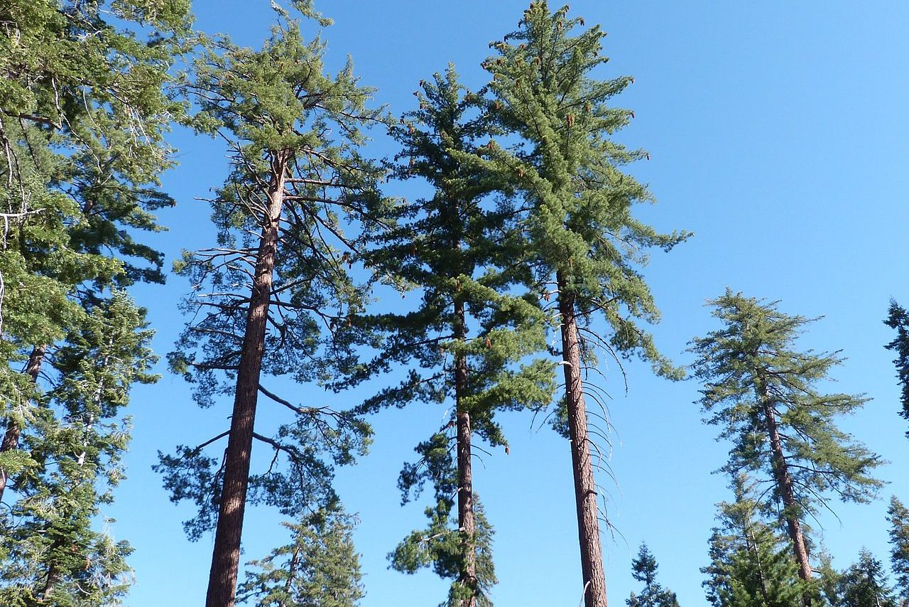 Sugar Pine Trees