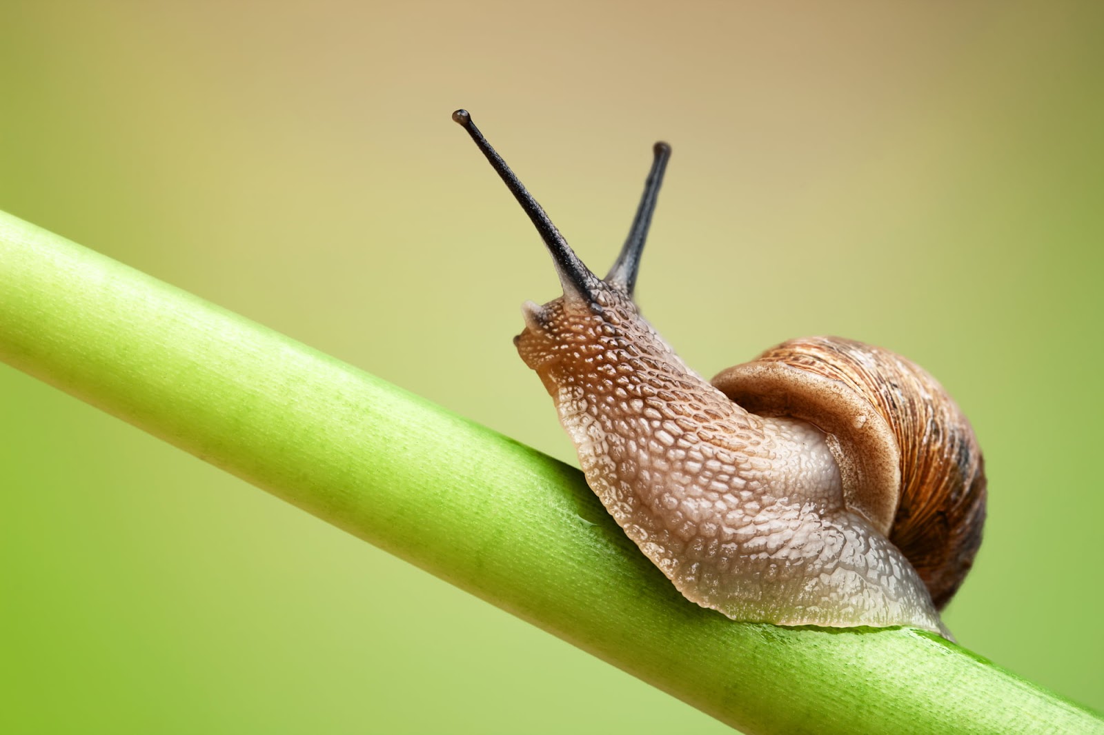 How To Get Rid Of Snails In A Garden