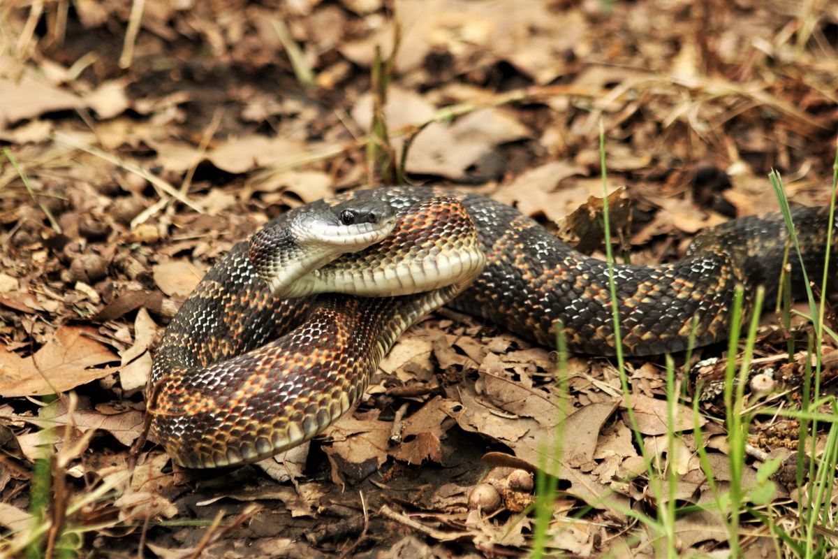 4. Louisiana Pine Snake