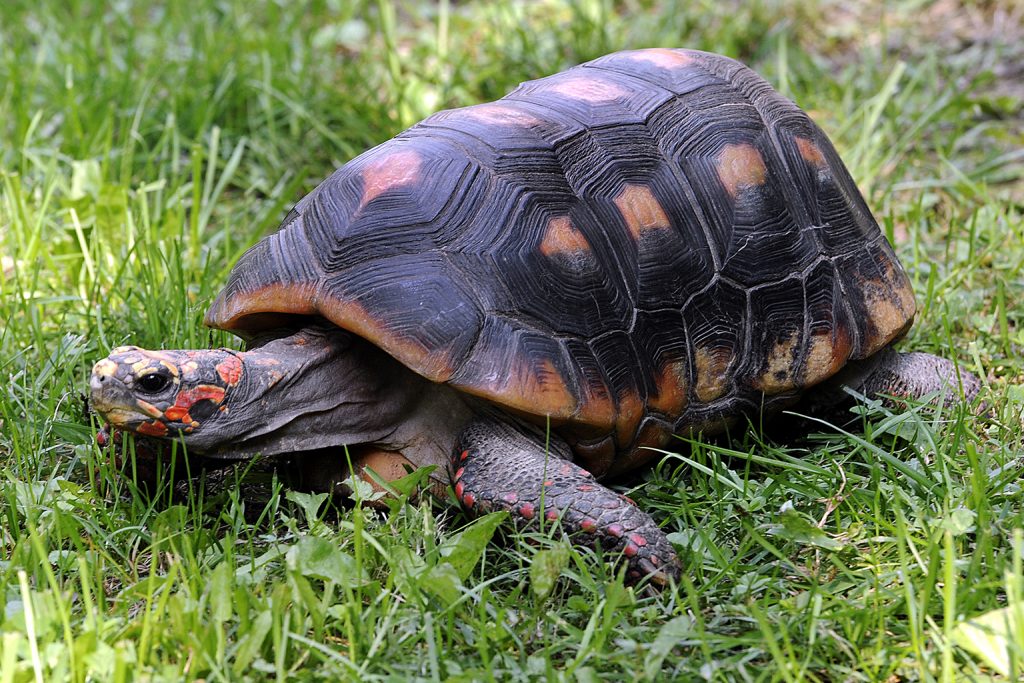 What Do Red-Footed Tortoises Eat