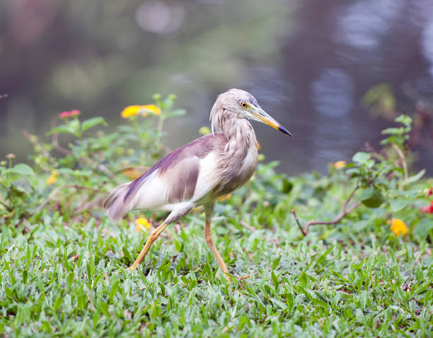 Kumarakom