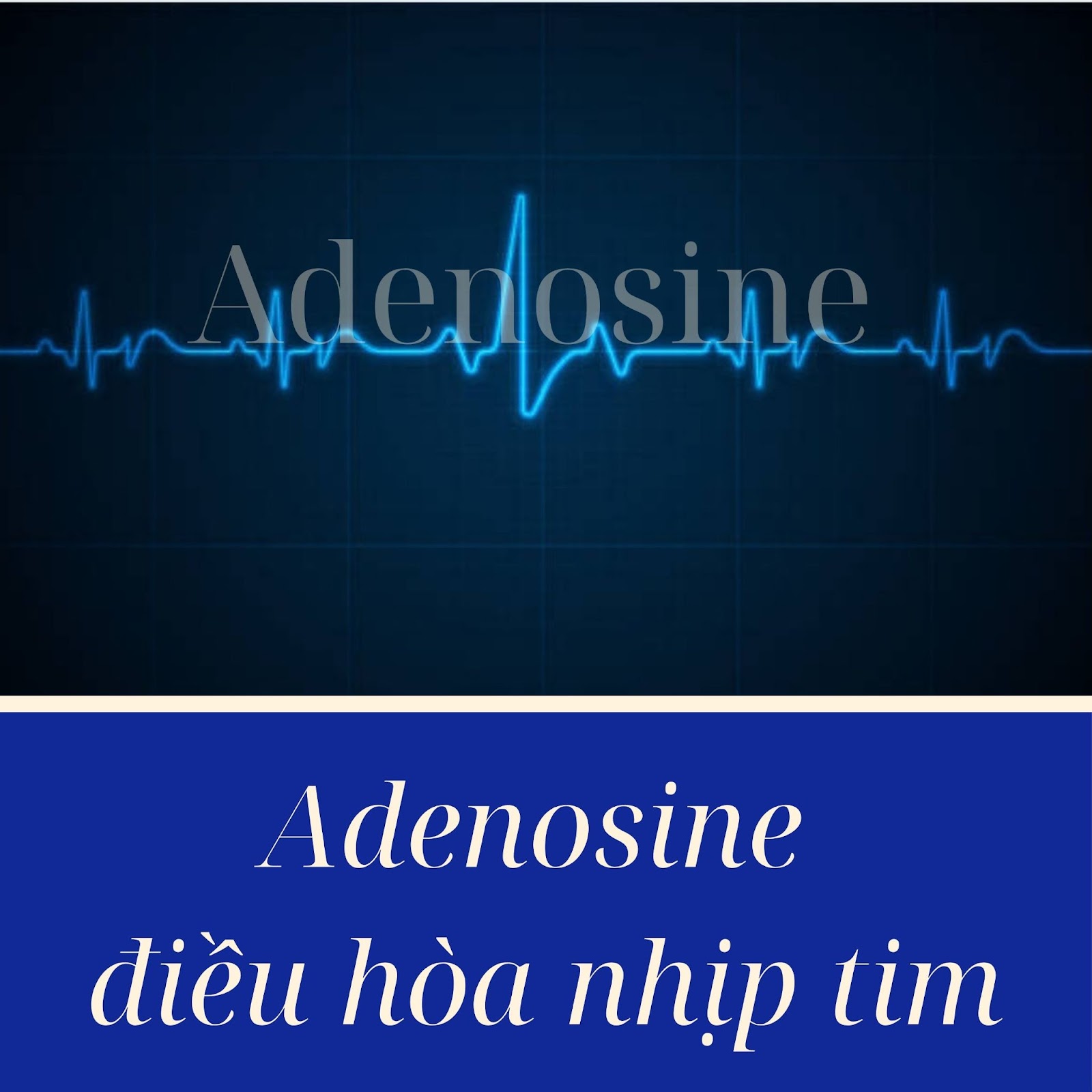 Adenosine Điều trị rối loạn nhịp tim