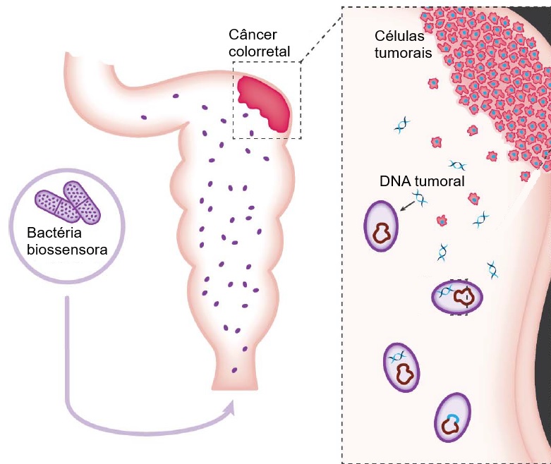 Uso de bactérias como biossensores para detecção de câncer colorretal