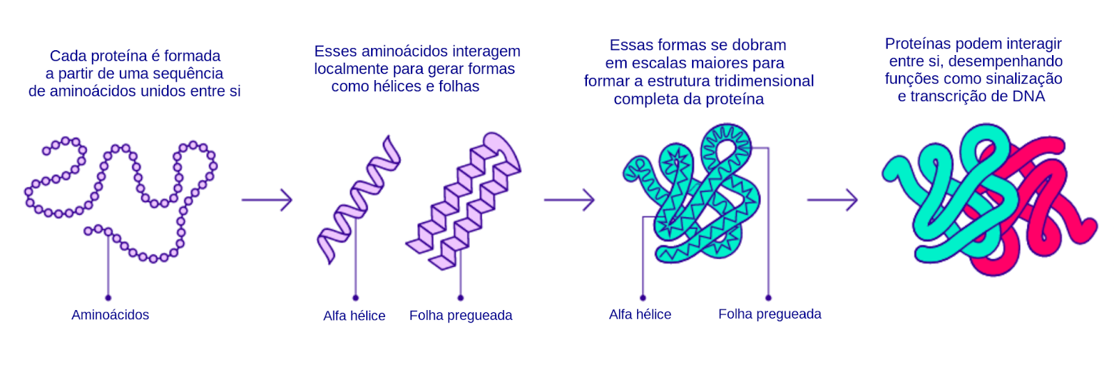 Enovelamento de proteínas