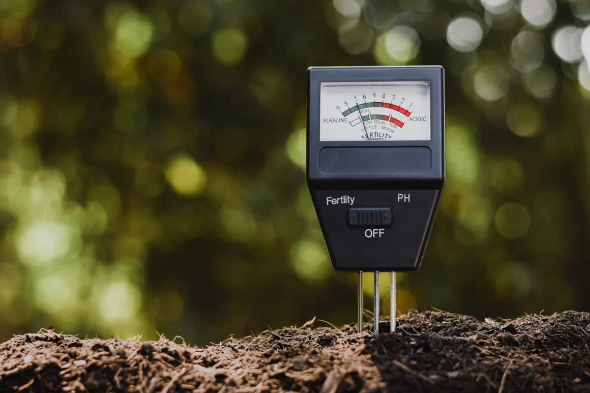 Identify the nutrient deficiency and apply the right fertilizer