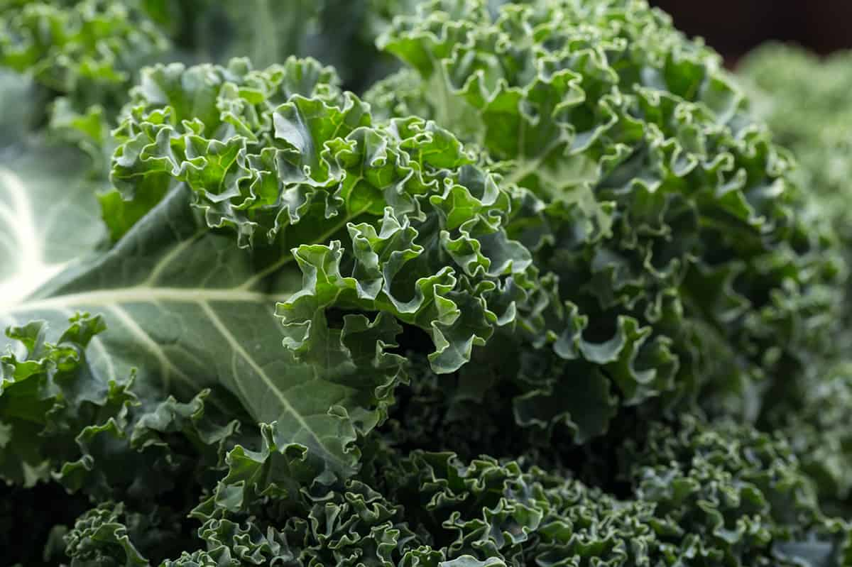 Kale (Brassica oleracea var. acephala)