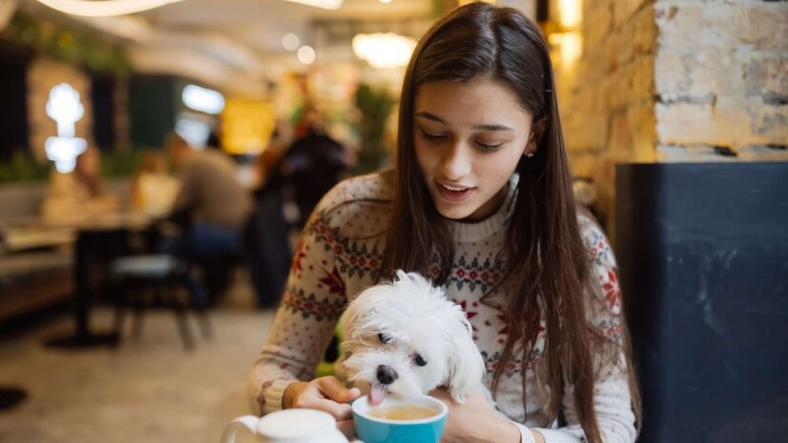 Why aren't dogs allowed in Wetherspoons pubs?