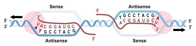 sense vs antisense