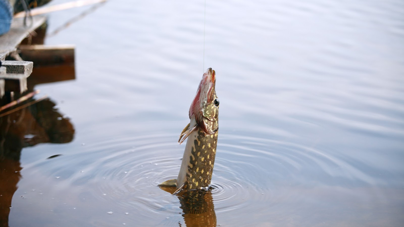 Fly fishing for Pike Fish - Tips, tricks and Fly Selection