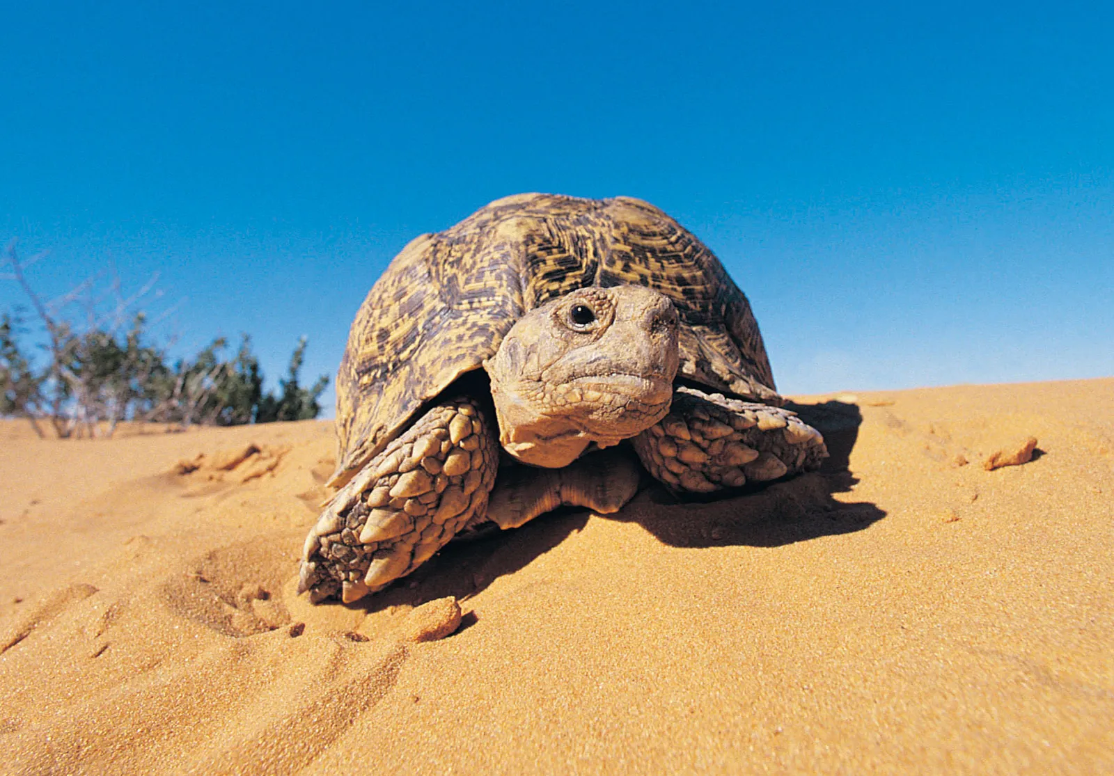 Can Tortoises Eat Carrots