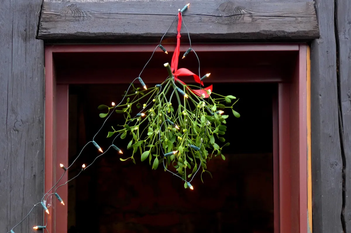 Mistletoe