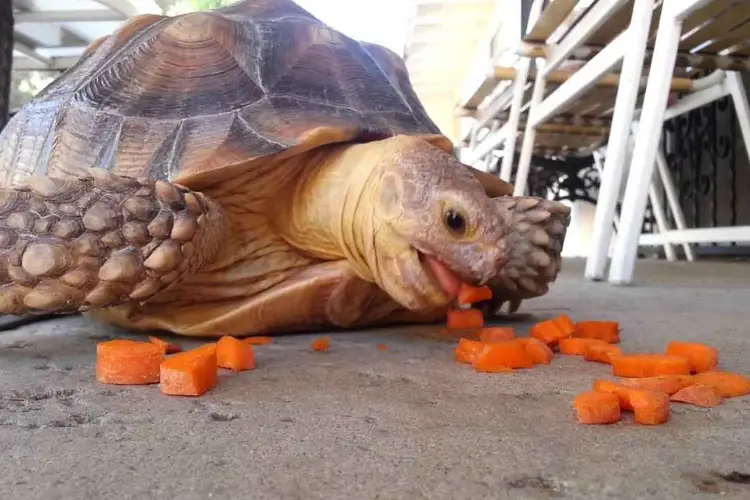 Can Russian Tortoises Eat Carrots