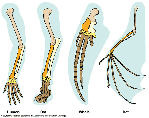 http://www.bio.miami.edu/dana/pix/homologous.jpg