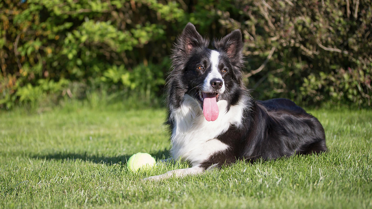 Border Collies In Texas