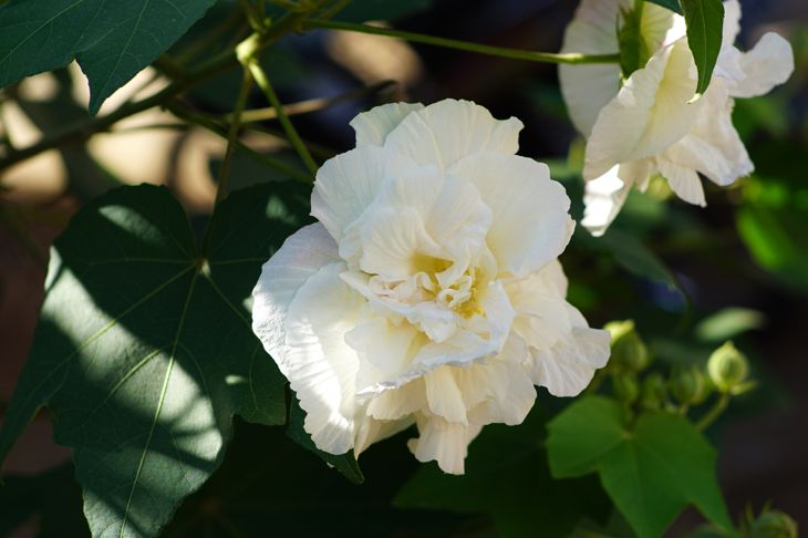 White Texas Star Hibiscus (Hibiscus texanus)