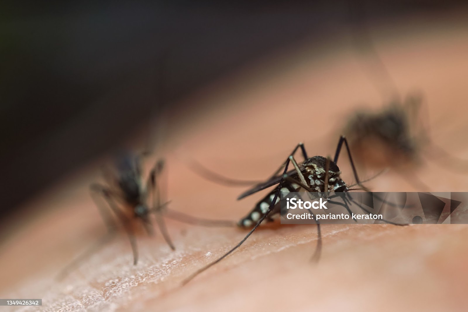How Does Weather Affect Mosquito Activity: Debunking the Rain Myth