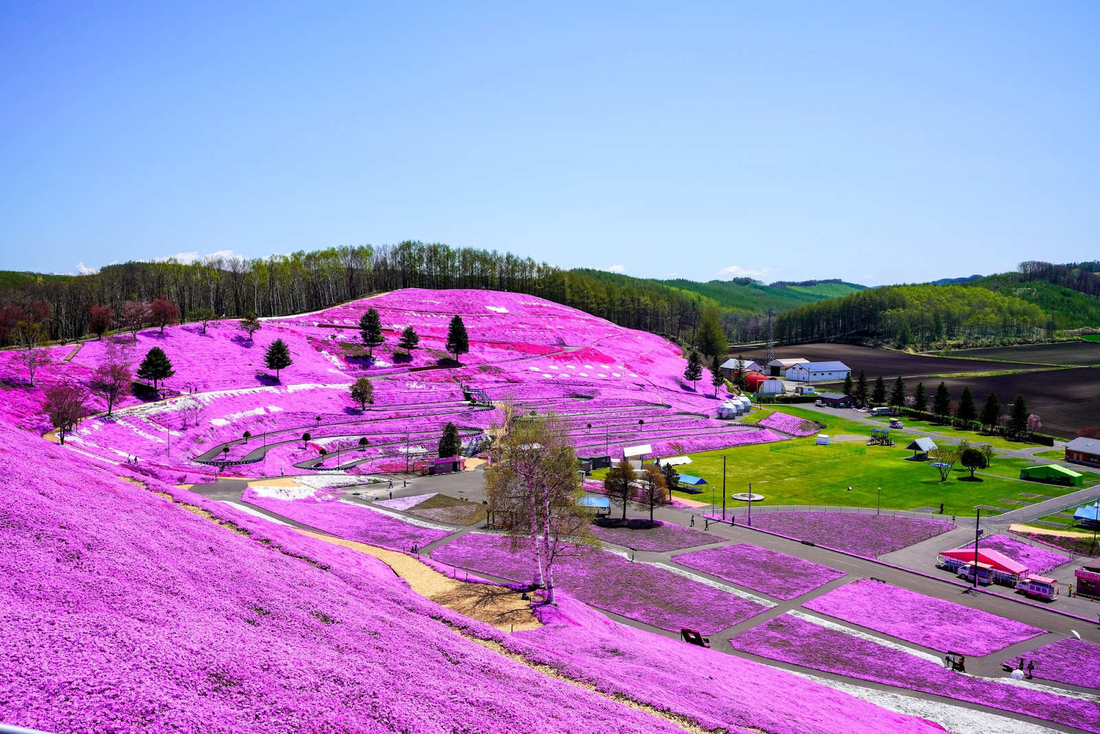 見渡す限りのピンク一色の世界「ひがしもこと芝桜公園」