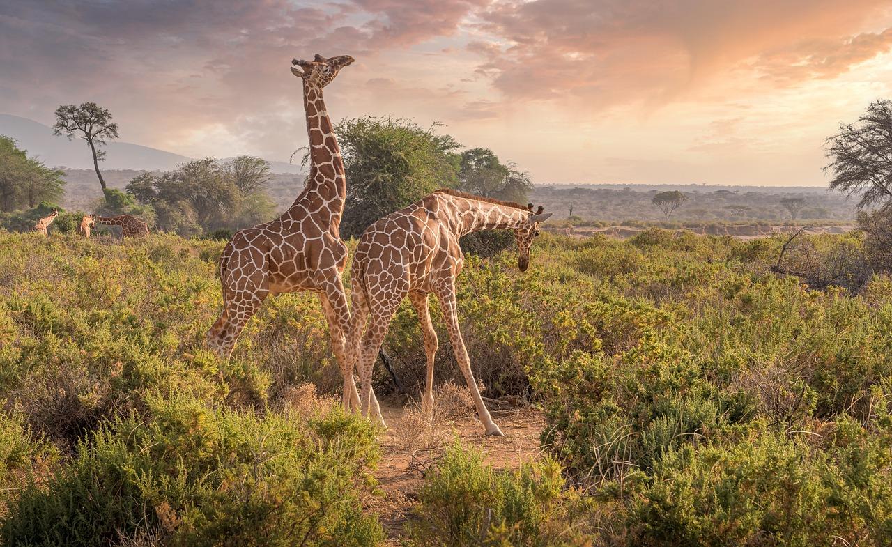 Giraffes enjoying the reserve