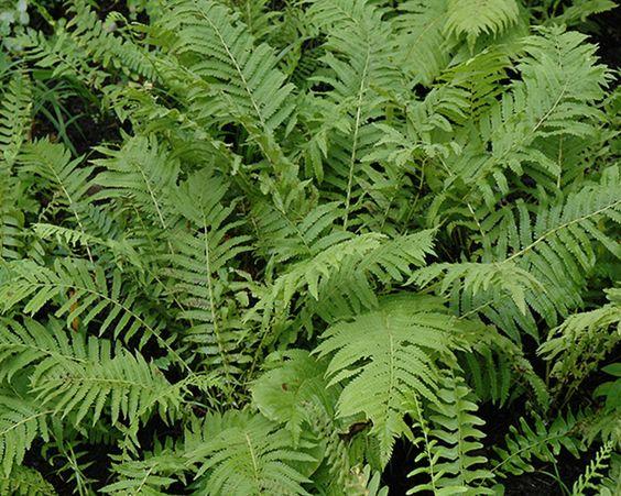 Christmas Ferns 