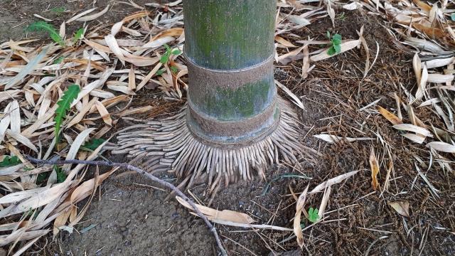 放置される竹林」の問題とは？駆除の難しさと解決への道（前編