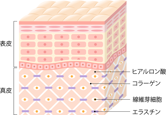 お肌の構造
