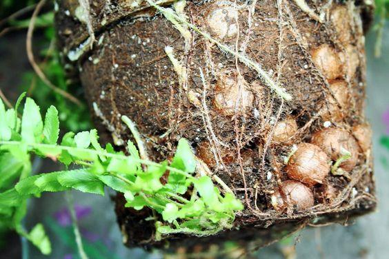 Root Nodules of Boston Fern