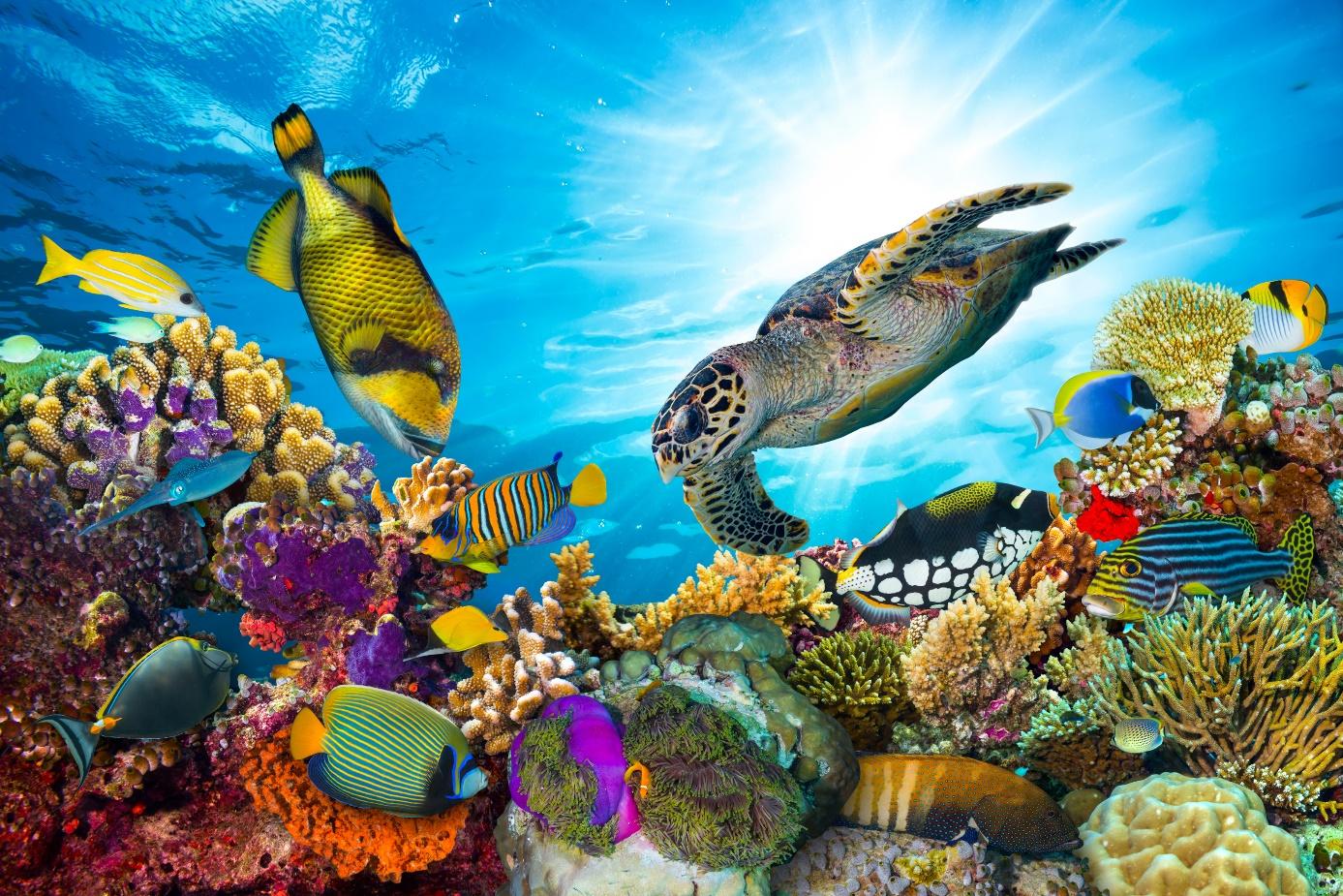 Wspaniałe widoki na rafę koralową, nurkowanie, aktywny pobyt w Egipcie