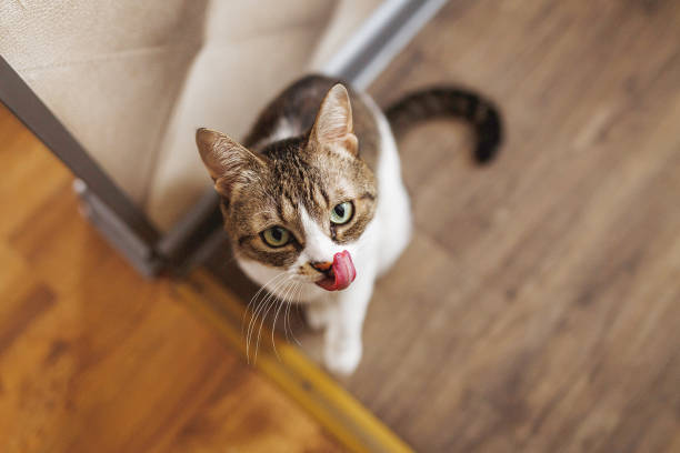 The Science of Taste in Cats