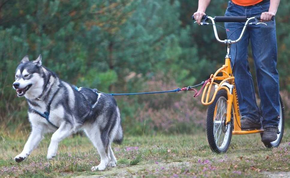 Bikejoring Equipment for Dog