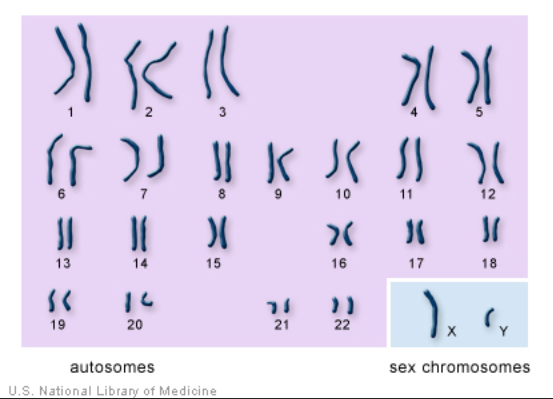 chromo genes