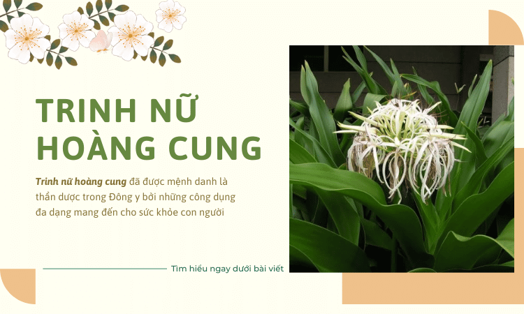  Tìm hiểu về cây trinh nữ hoàng cung như thế nào?