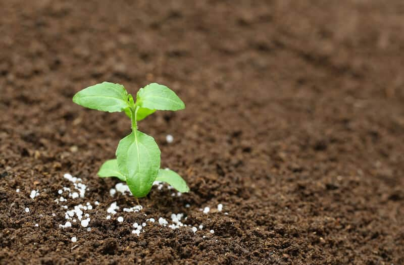 Apply nitrogen-rich fertilizer