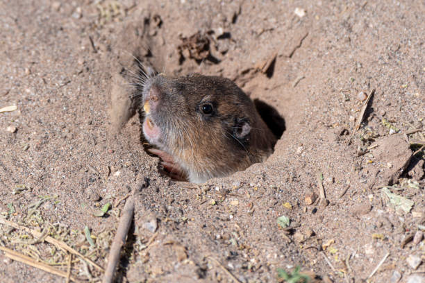 A gopher peeks out of its burrow, with its head and front paws visible at the entrance of the hole.