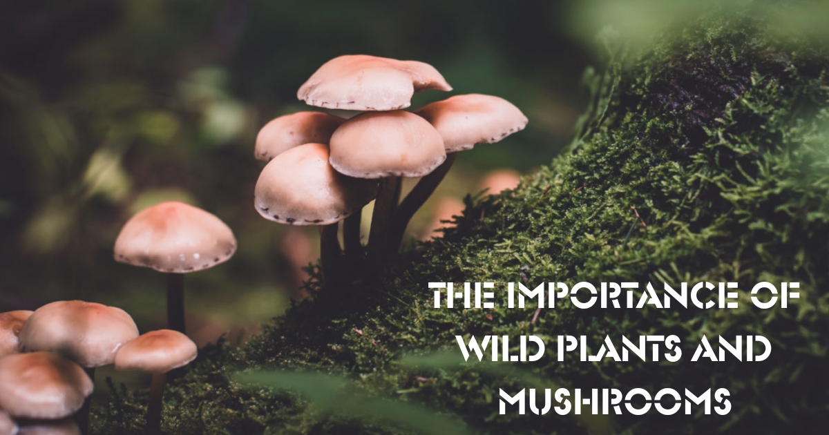 The Importance of Wild Plants and Mushrooms