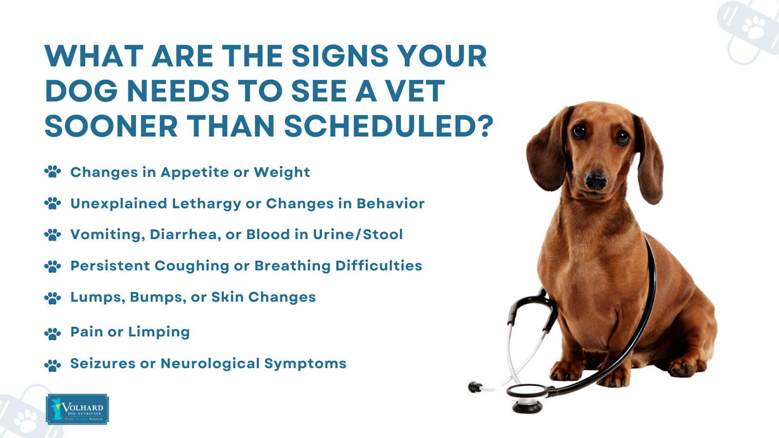 Signs dog needs see vet
