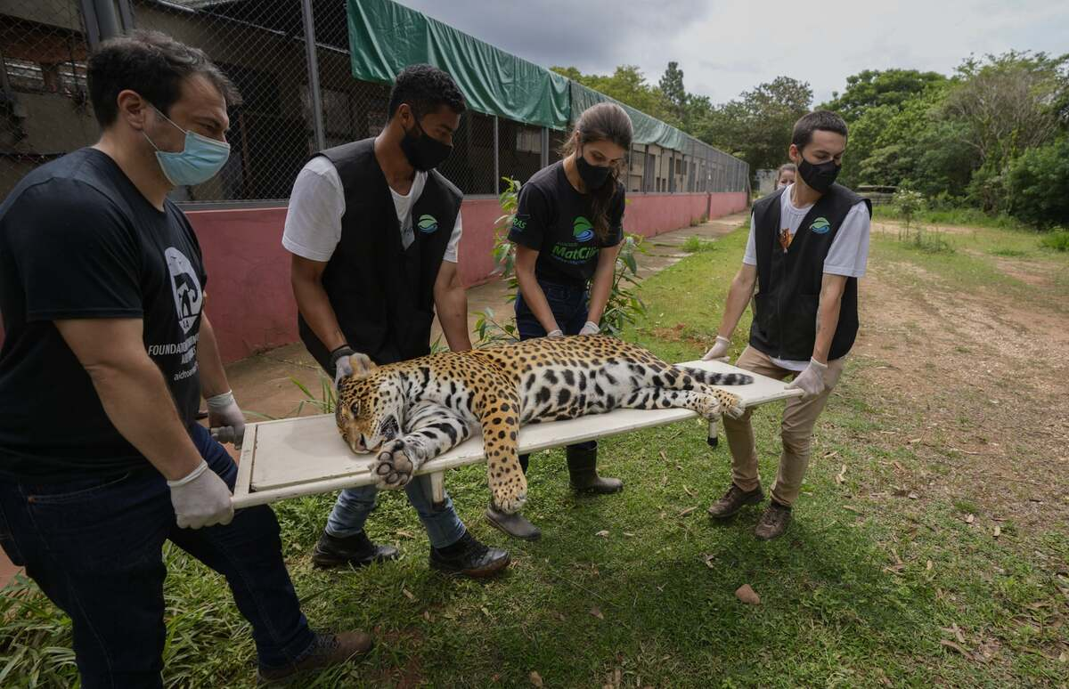 A sedated jaguar is carried to an operating room to undergo artificial insemination at the Mata Ciliar Association conservation center in Jundiai, Brazil