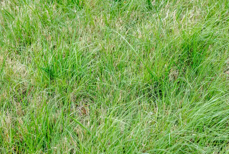 What is buffalo grass