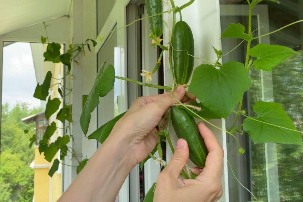 Cucumbers on the balcony