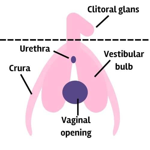 Illustration of the internal structure of the clitoris.