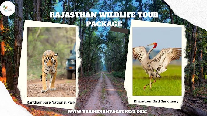 Unveiling the Charms of Rajasthan: An Ultimate Wildlife Tour Package Experience