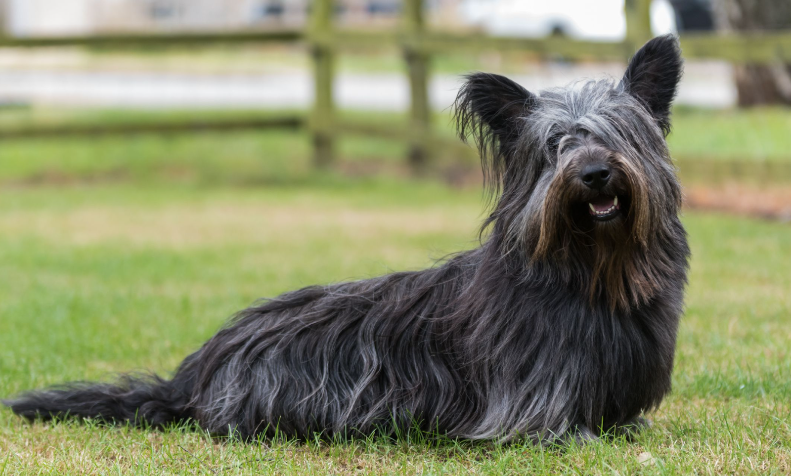 Skye Terrier Worst Dog Breeds