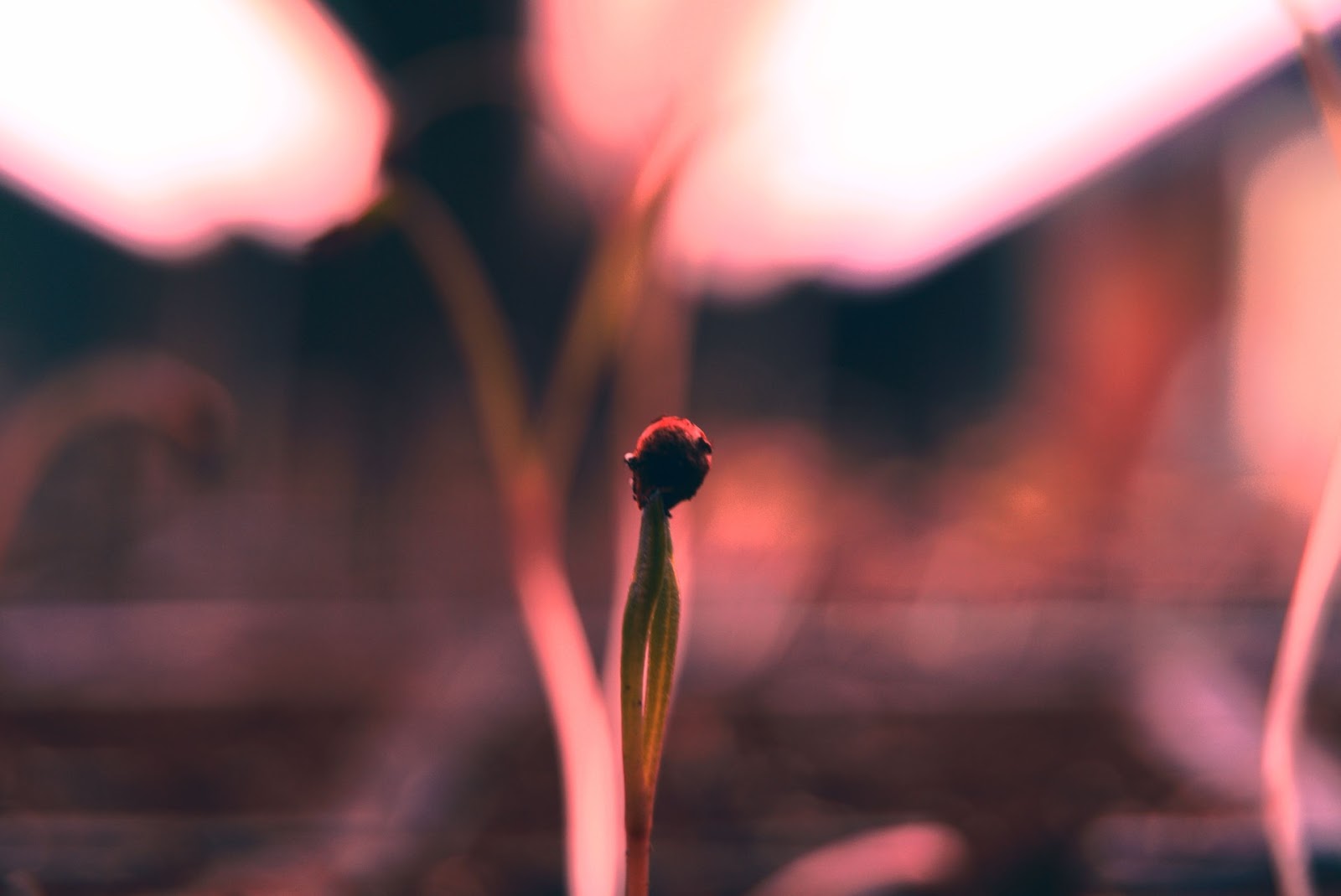 A small sprout starting to emerge under LED grow lights